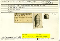 Karteikarte zum Syntyp von Clavulina robusta α Stache, 1864